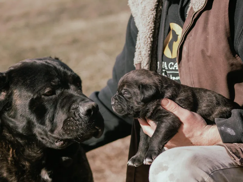 Americana Cane Corso