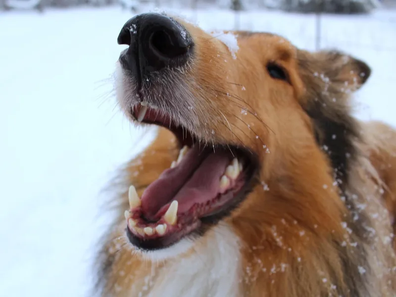 Americana Rough Collies
