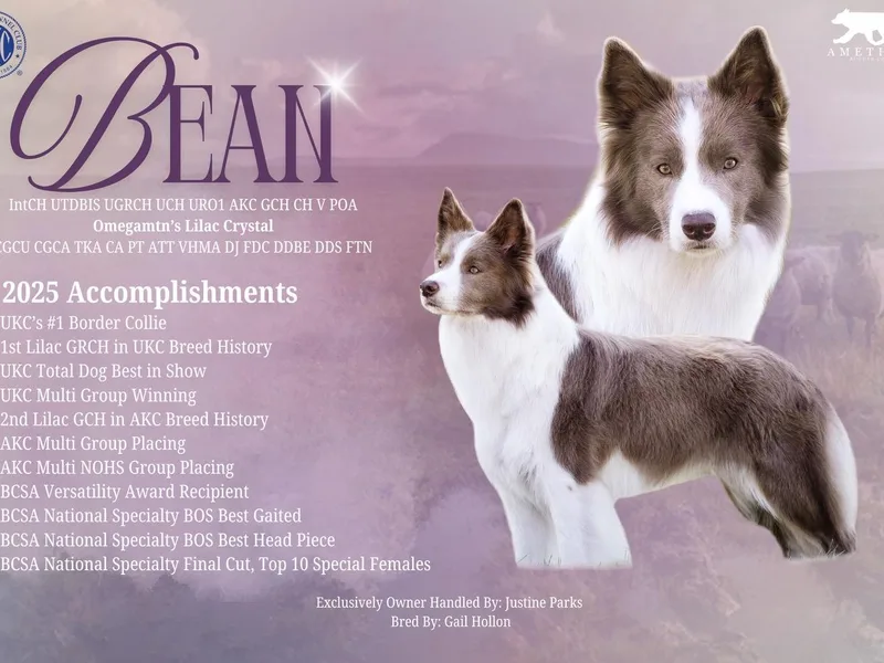 Amethyst Border Collies