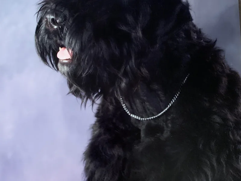 Amethyst Kennel photo 1