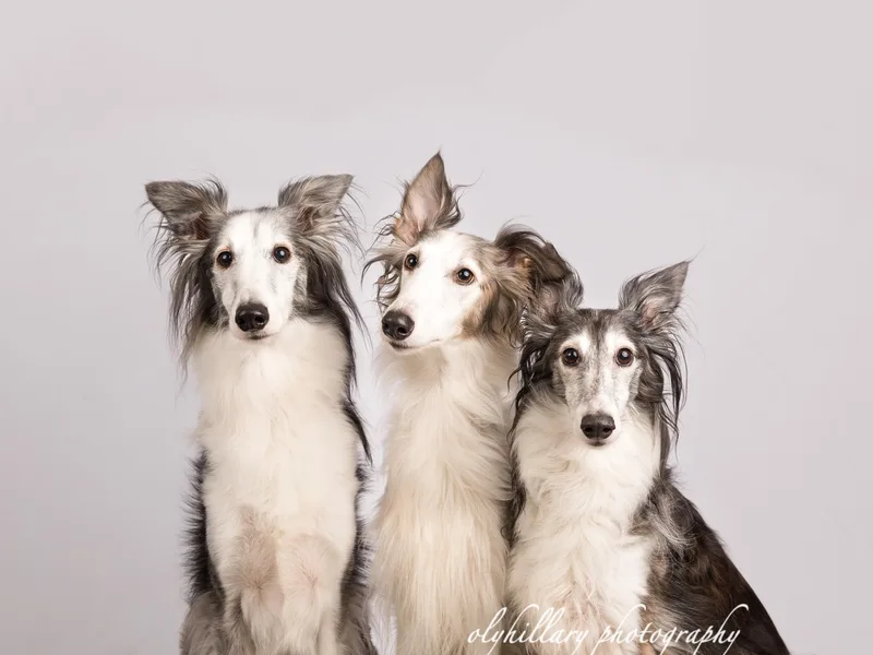Amethyst Silken Windhounds