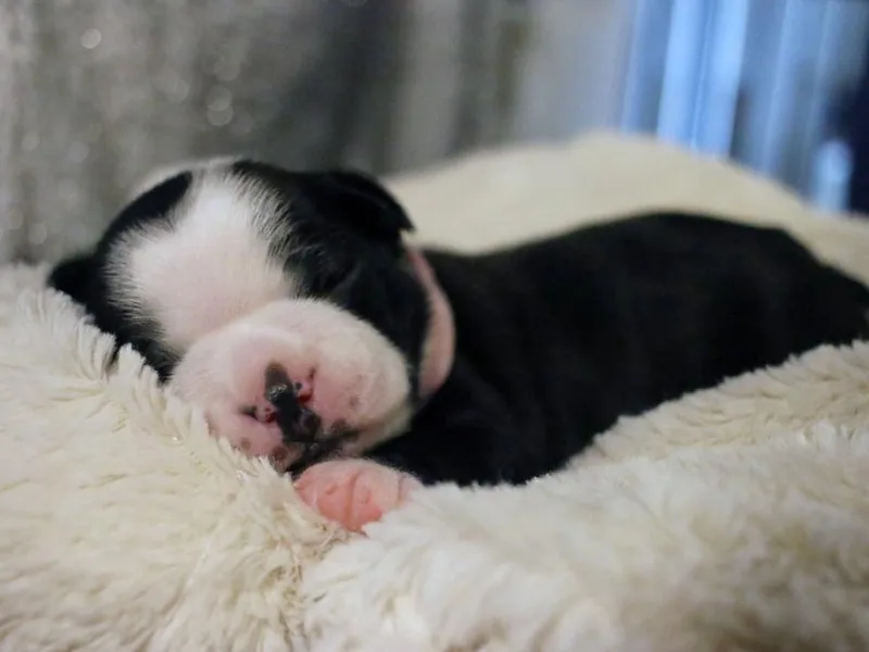 Ami’s Boston Terrier