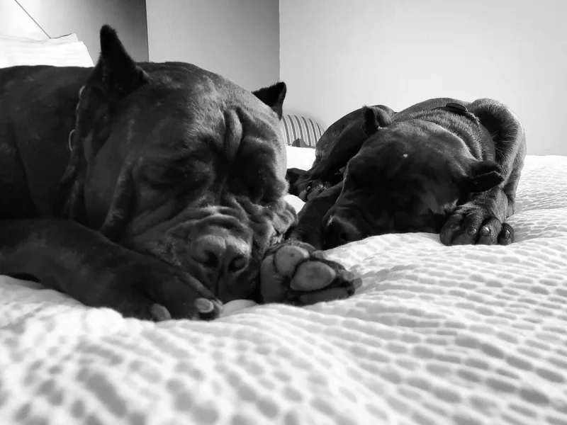 Amici Dal Texas Cane Corso