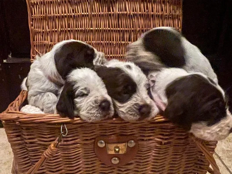 Amico Caccia Spinoni photo 1