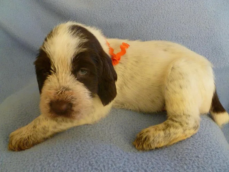 Amico Peloso Spinoni photo 1