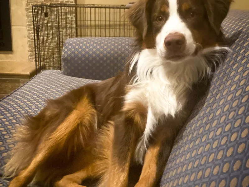 Amie's Aussies &amp; Doodles