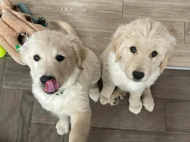 Amie's Goldens