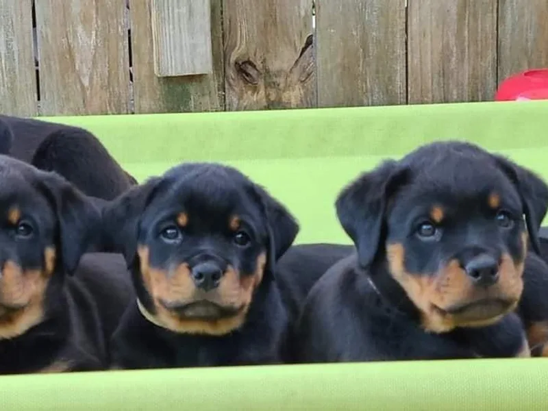 Amina Rottweilers