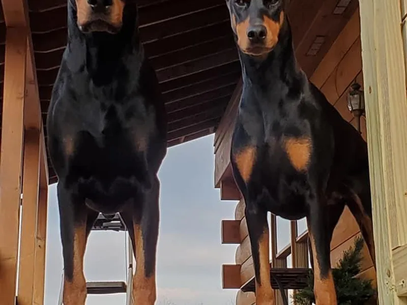 Amity Doberman Pinschers