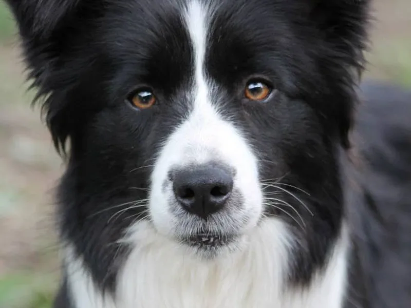 Ammardan Border Collies