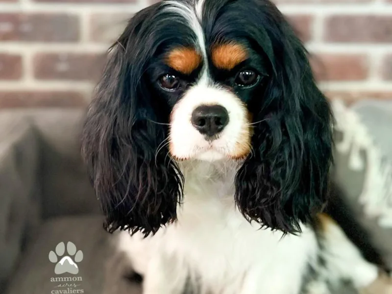 Ammon Acres Cavaliers