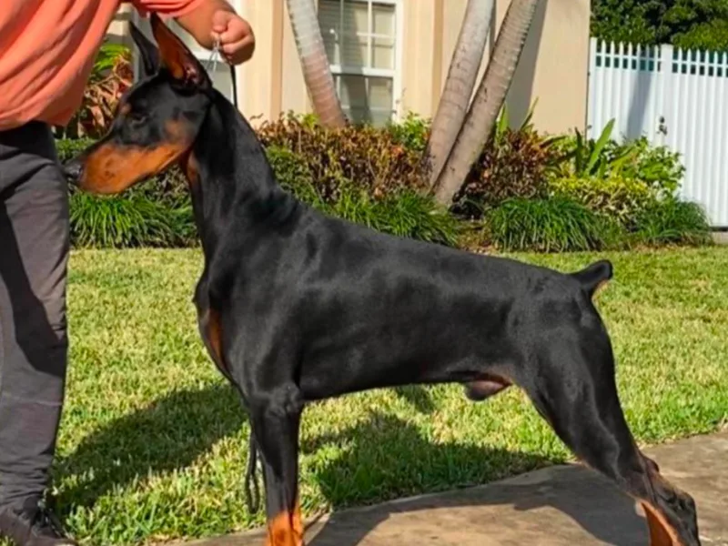 AMonde Dobermans