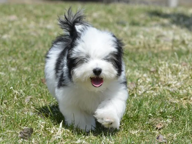 Amor Havanese