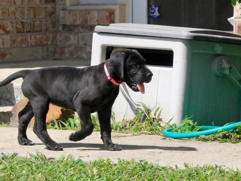 Amor Mio Great Danes