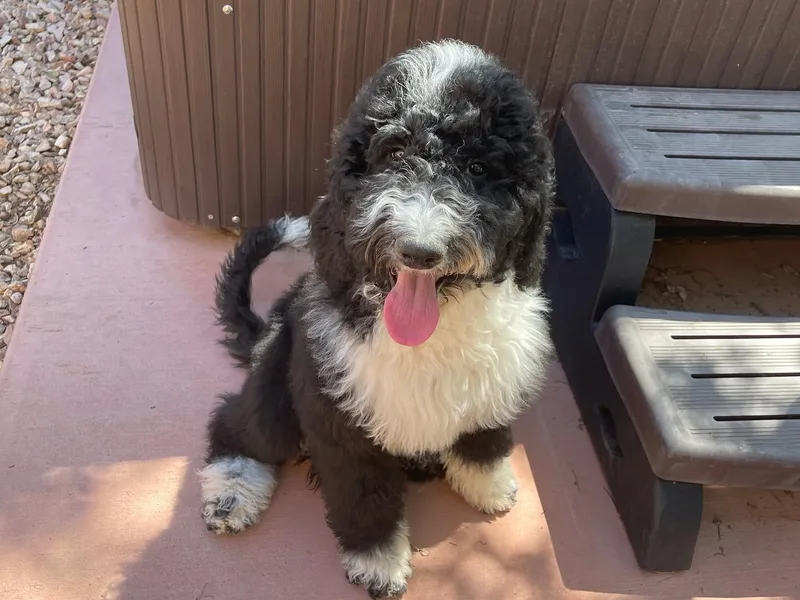 Amore Doodles &amp; Poodles