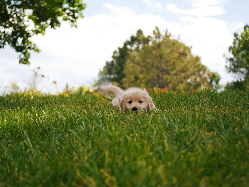 Amore Doro’ N Marshell Golden’s