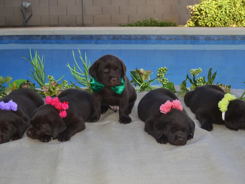 Amore Labrador Retrievers- chocolate
