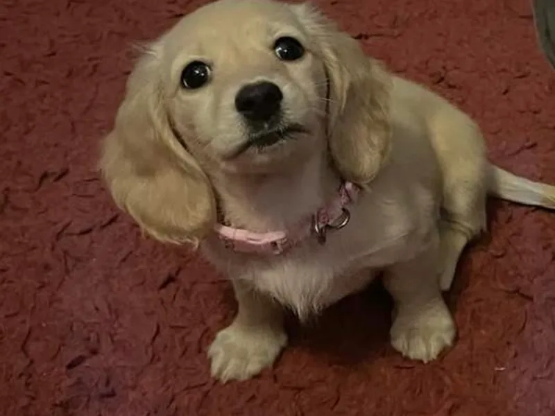 Amore Mini Dachshund Breeders &amp; More