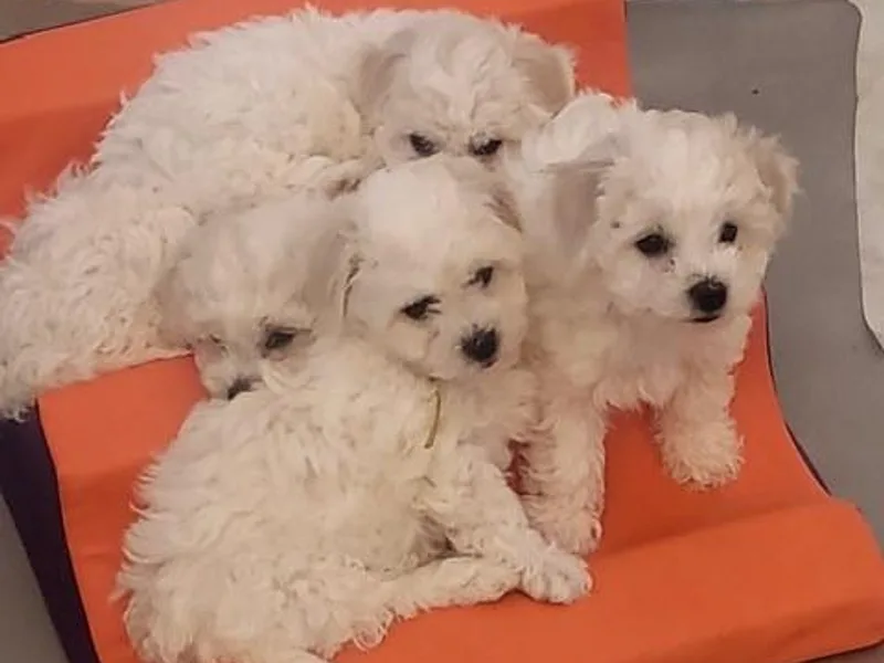 Amori's Royal Bichons