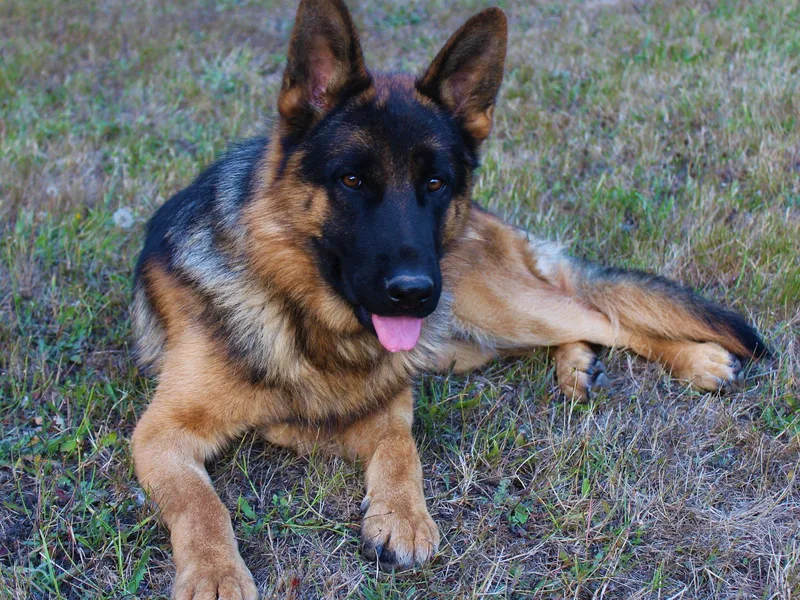 Ampid German Shepherds