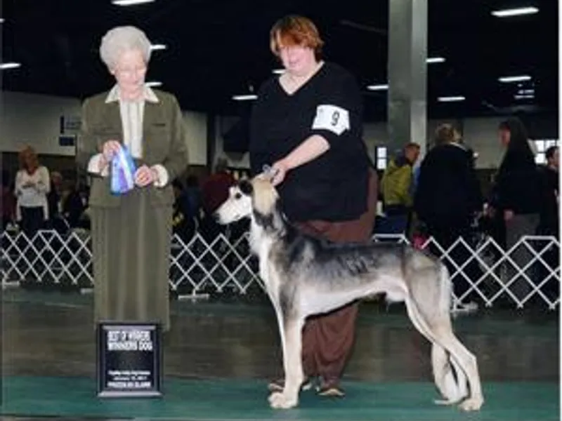 Amrika Saluki photo 1