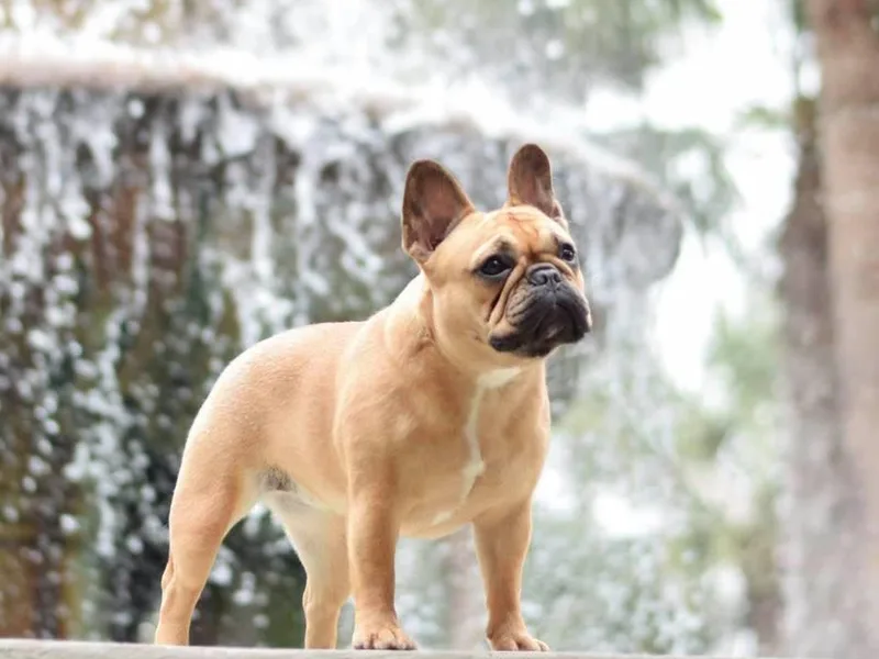 Amscot French Bulldogs