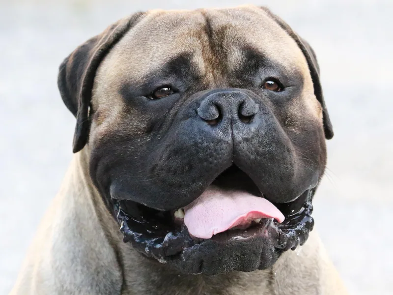 Amulet Bullmastiffs photo 1