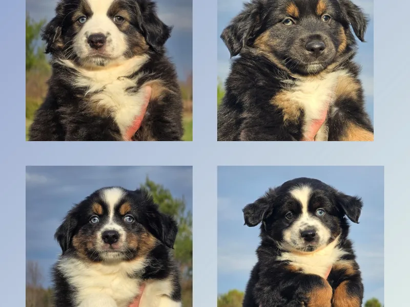 Amy &amp; Dan's Awesome Aussies