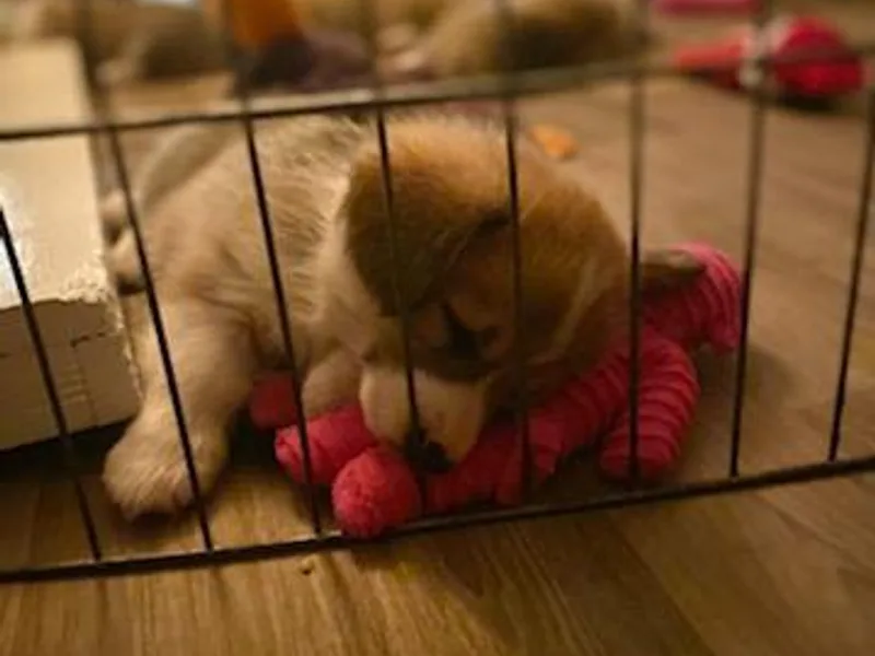 Amy Denton's Pembroke Welsh Corgis