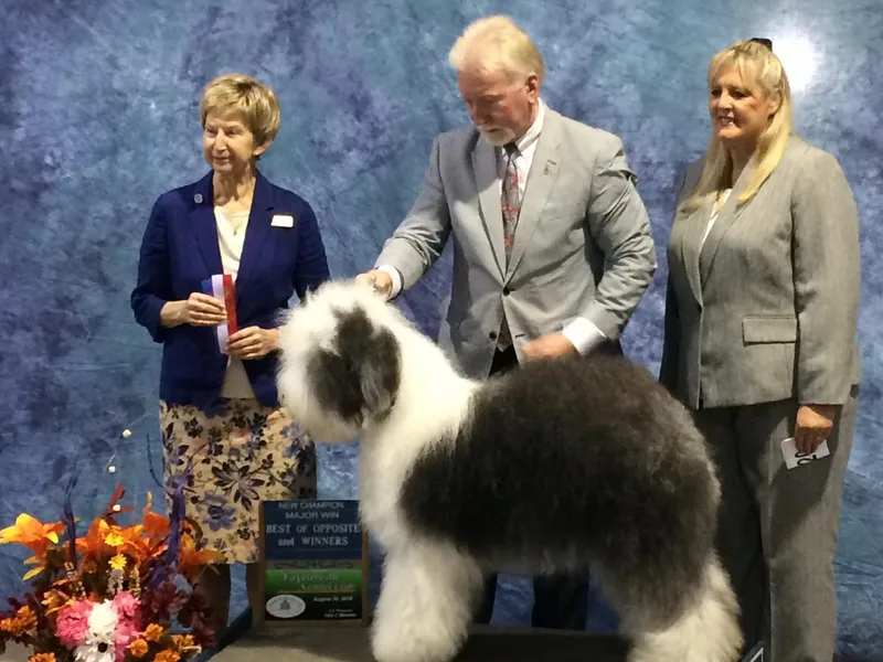 Amy Lockner's Old English Sheepdogs photo 1