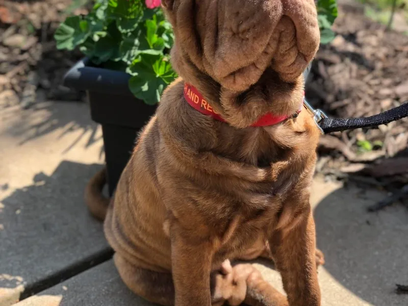 Amy Mahaffey's Chinese Shar-Pei photo 1