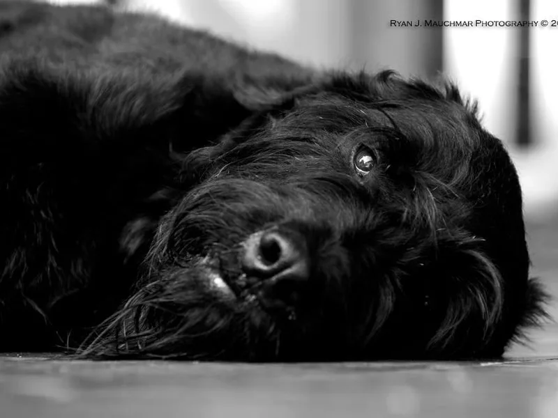 Amy Reynolds's Giant Schnauzers and Whippets photo 1