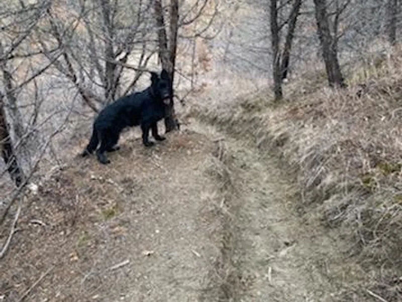 Amy Ryan's German Shepherds
