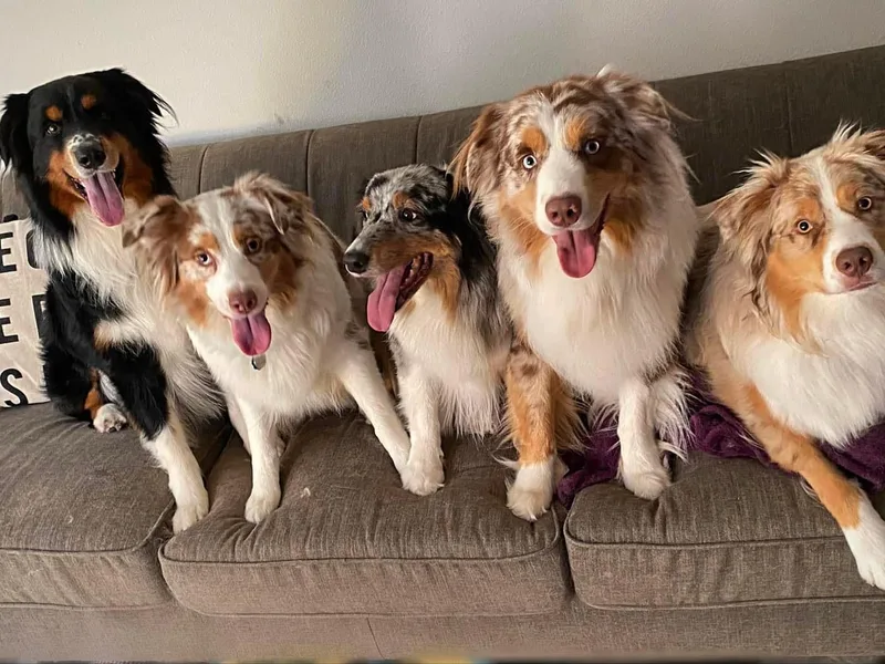 Amy’s Aussies