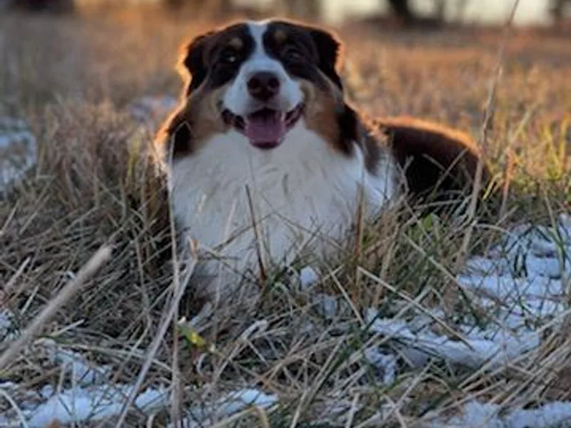 Amy's Aussies