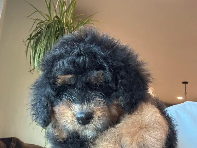 Amy's Bernedoodles