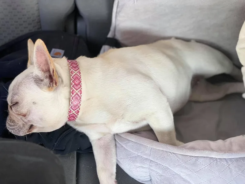 Amy's French Bulldogs