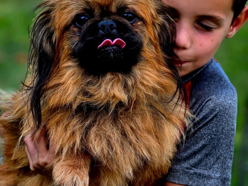 Amy’s Lil Puppies photo 1