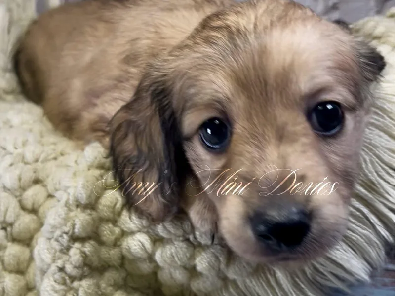 Amy’s Mini Doxies