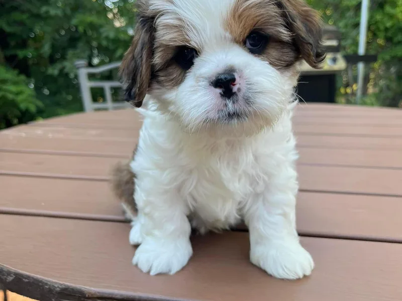 Amy’s Puppy Tzu