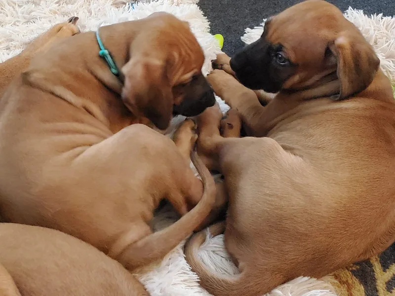 Amy's Rhodesian Ridgebacks