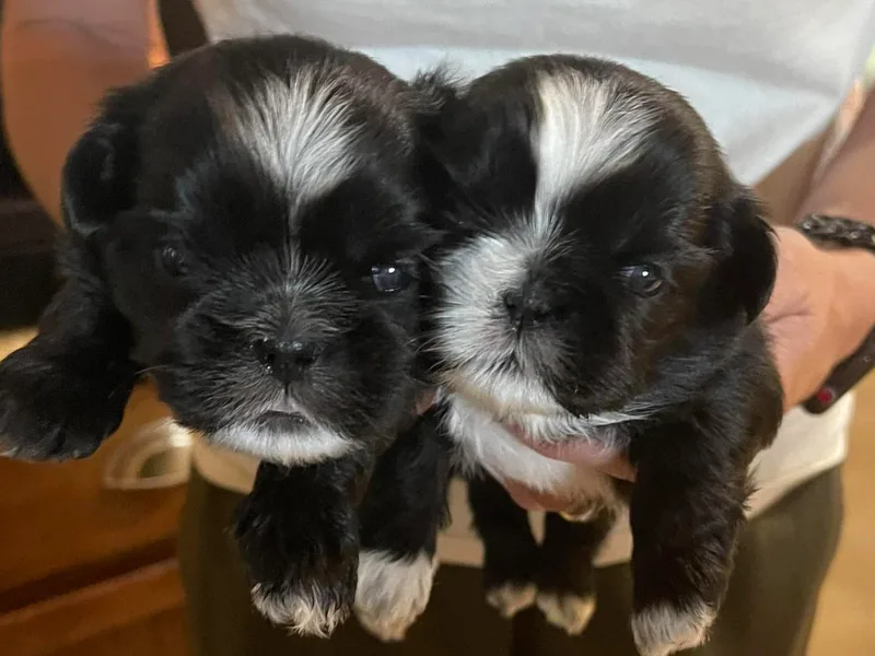 Amy's Shih Tzus