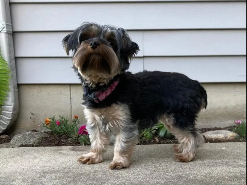 Amy's Yorkshire Terriers