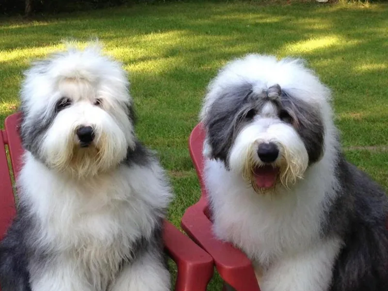 Amy Spaeth's Old English Sheepdogs photo 1