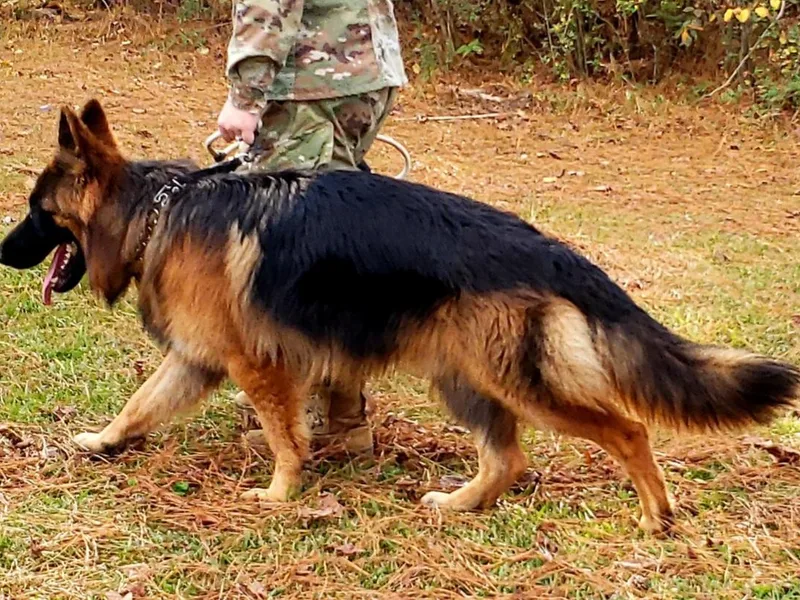 Amy Spencer's German Shepherds