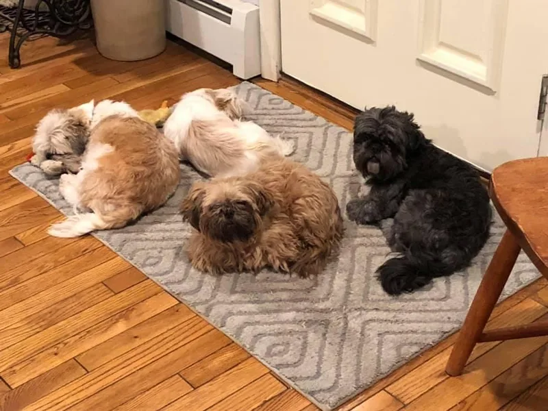 Amy Vandernick's Boxers &amp; Shih Tzus