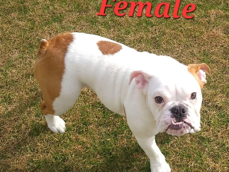 AMZ Bulldogs