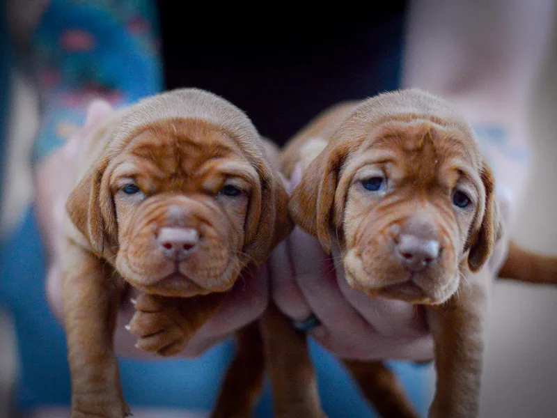 Ana Lane Vizslas