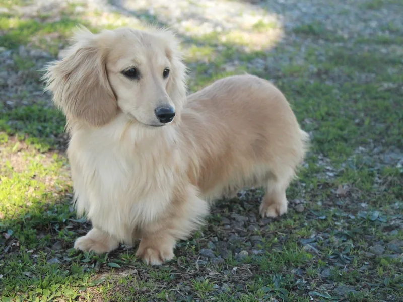 Ana’s Beautiful Doxies