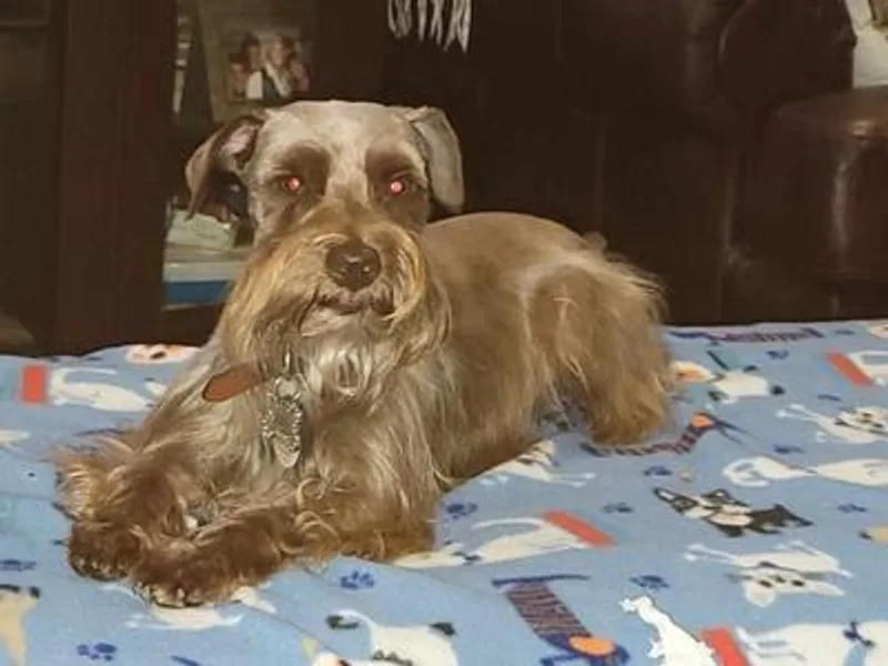 Ana's Schnauzers